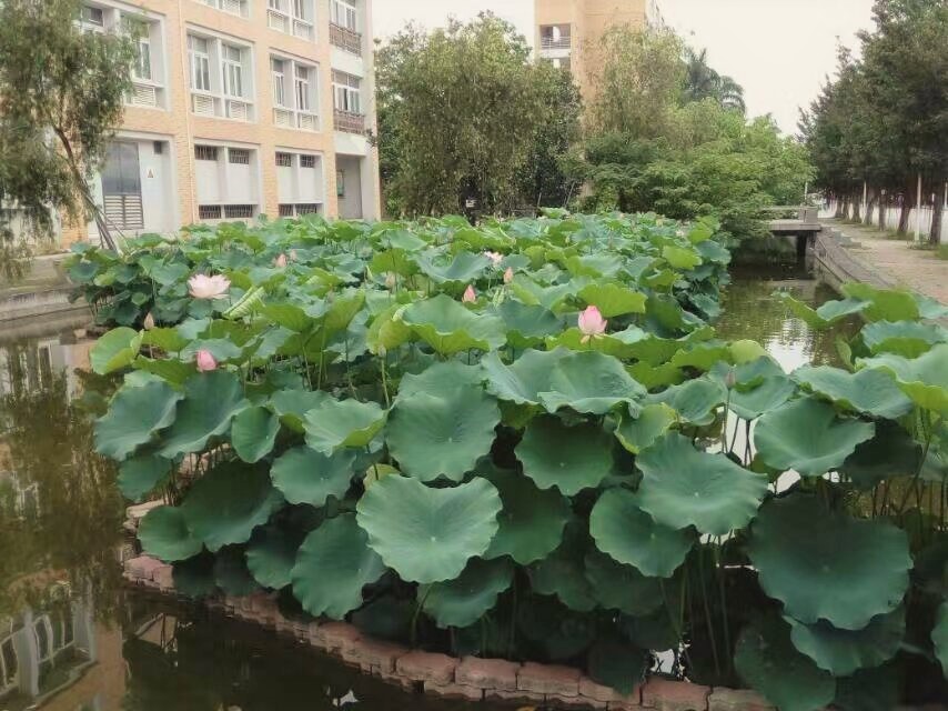 荷塘
